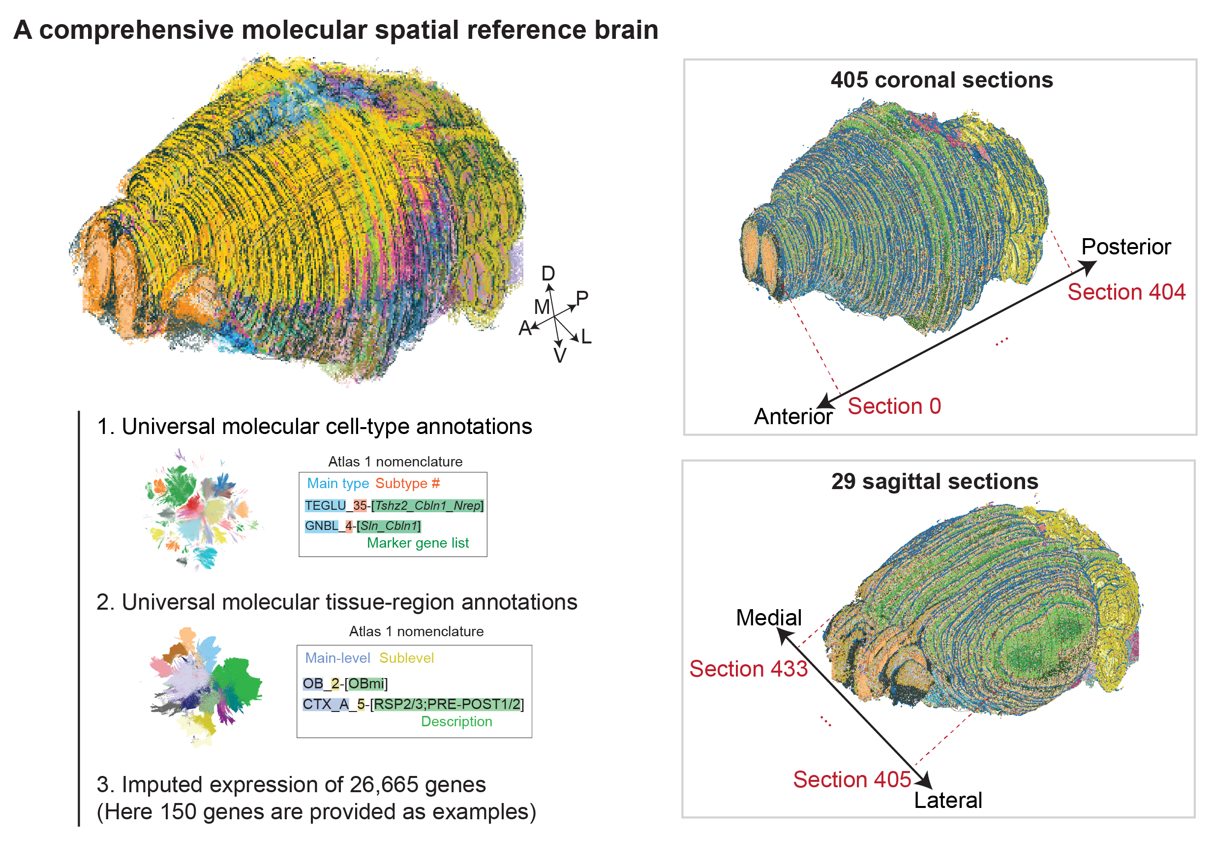 Brain Spatial Atlas